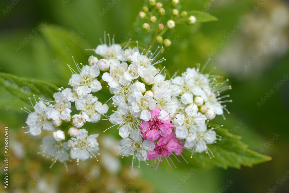 Japanese spirea Japanese spirea