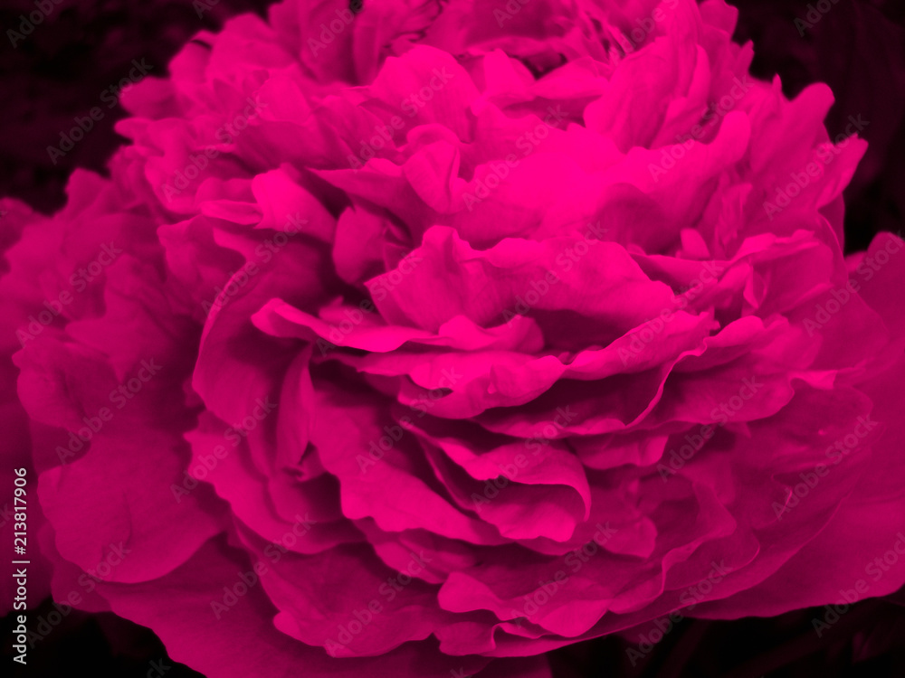 big flower of color of a fuchsia. macro. bright pink. big flower of color of a fuchsia. macro. bright pink.