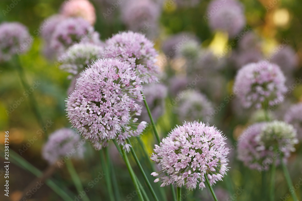 Onion flowers Onion flowers