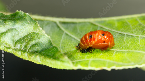 Quadro em tela Ladybird pupa