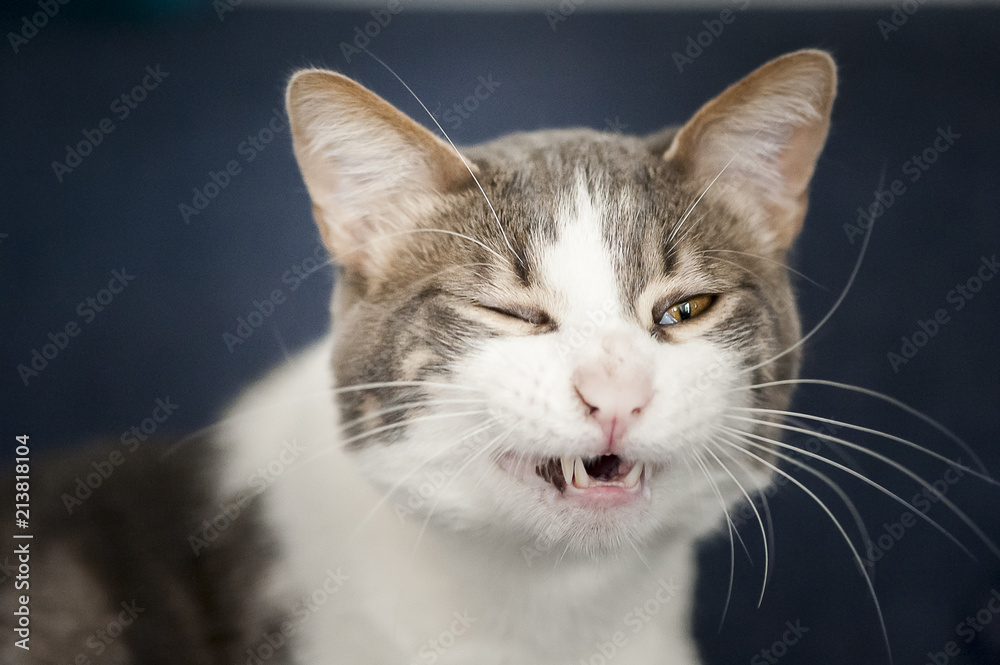 Portrait d'un chat tête marrante