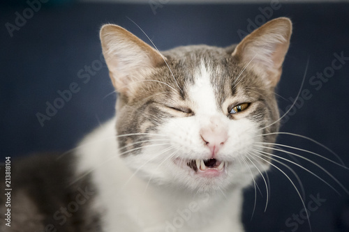 Portrait d'un chat tête marrante © PicsArt