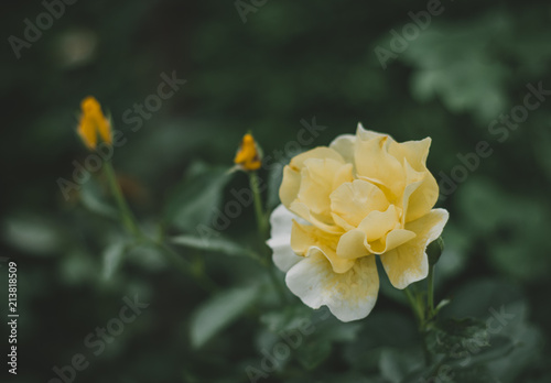 Yellow Rose 