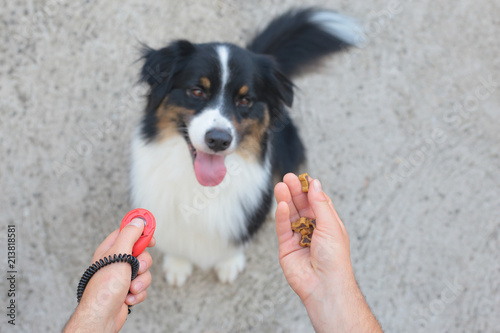 Australian shepherd with clicker