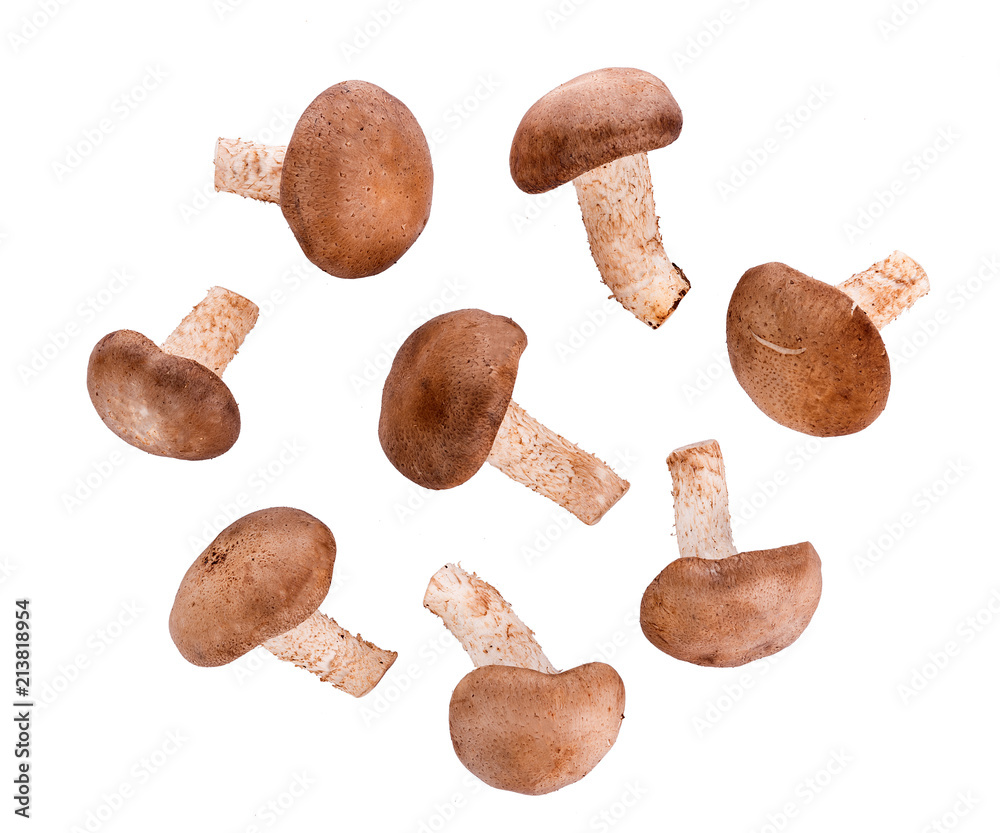 Shiitake mushroom on the White background Shiitake mushroom on the White background