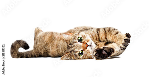 Portrait of a charming cat Scottish Straight lying isolated on white background
