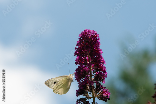 Kohlweißling auf Buddlejeae Schmetterlingsbusch photo