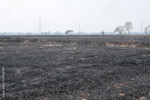 Burned Rice Straw Field, Desolate Landscape