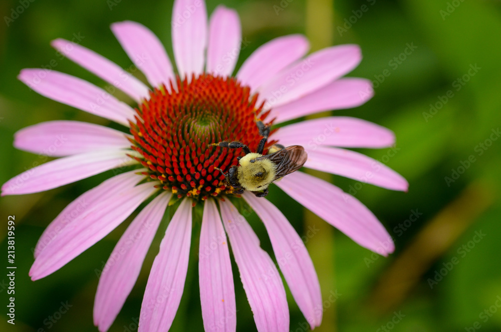 Purple Coneflower with Bumblebee 0049 Purple Coneflower with Bumblebee 0049
