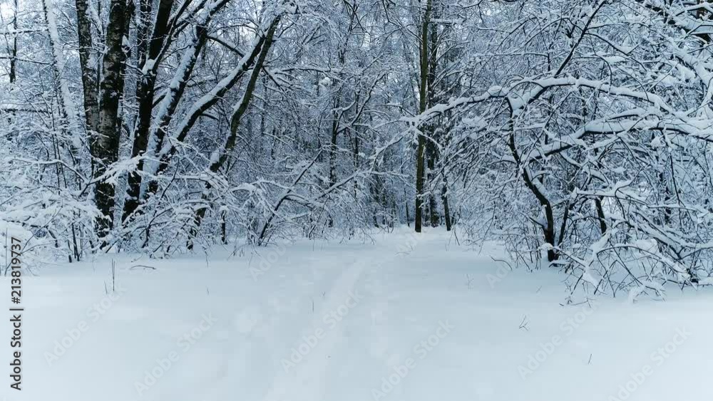 Snowy branches in forest. Winter fairy background Snowy branches in forest. Winter fairy background