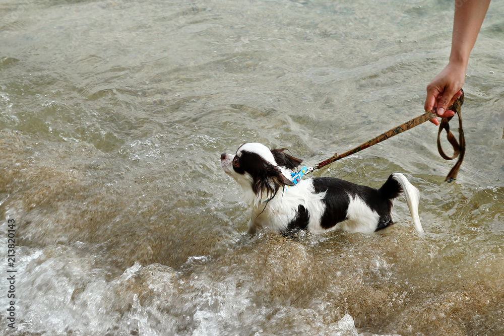 Bathing small black-white dog in the sea.
