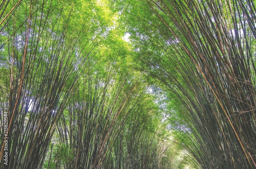 Tunnel bamboo trees and walkway at thailand  Focus on top view.