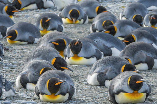 King Penguins resting, South Georgia Island, Antarctic photo