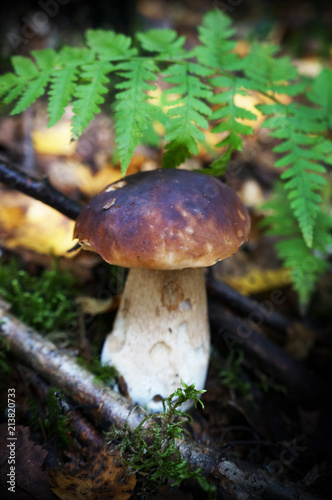 Mushroom cep in summer forest