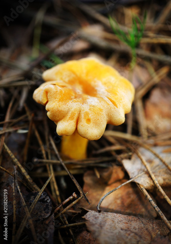 Mushroom chanterelle in summer forest