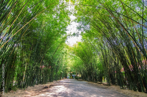 Tunnel bamboo trees and walkway in thailand