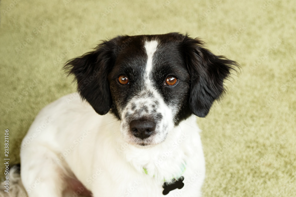 Portrait of beautiful black and white long-haired dog on a green background. Portrait of beautiful black and white long-haired dog on a green background.
