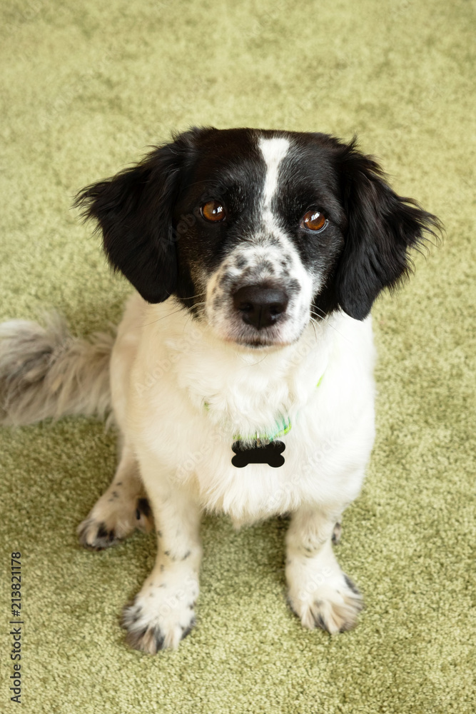 Portrait of adorable black and white long-haired dog on a green background.
