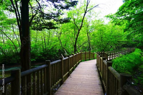 Taisho-ike pond, Kamikochi, Nagano, Japan photo