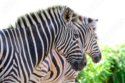 Two zebras playing with each other  South Africa.
