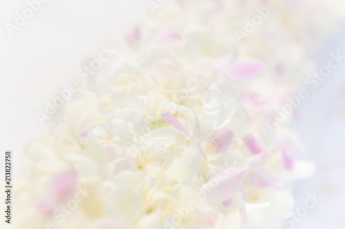 Blurred soft images sweet colorful of White orchid flower, Beautiful nature to flower background concept.