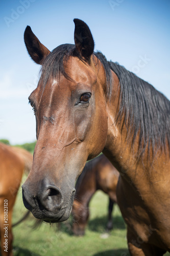 Horse on the meadow at animal shelter.