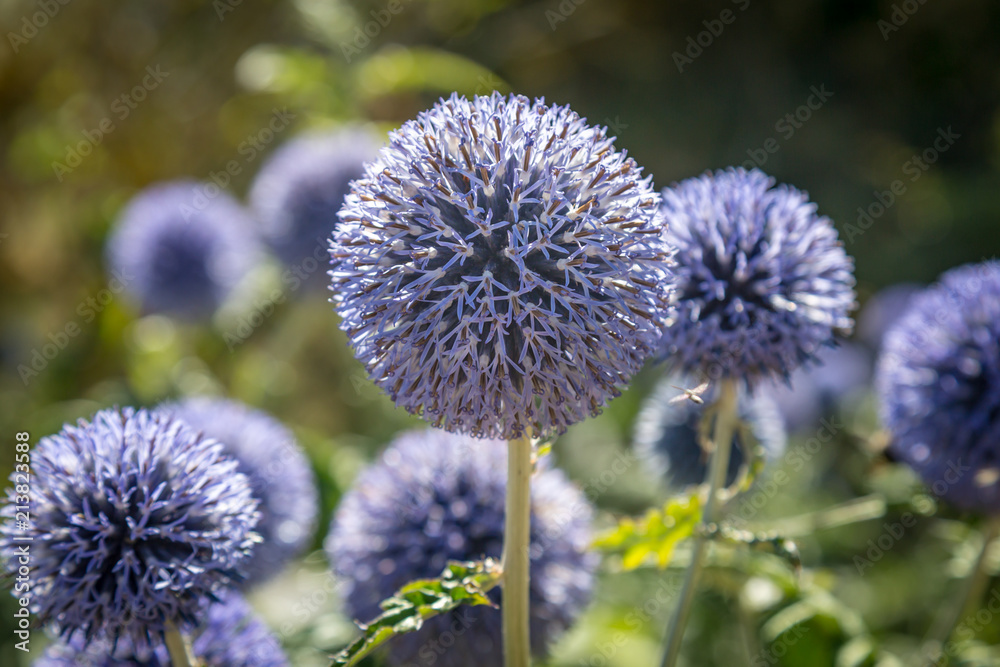Purple globe thistle flowers, with a shallow depth of field Purple globe thistle flowers, with a shallow depth of field