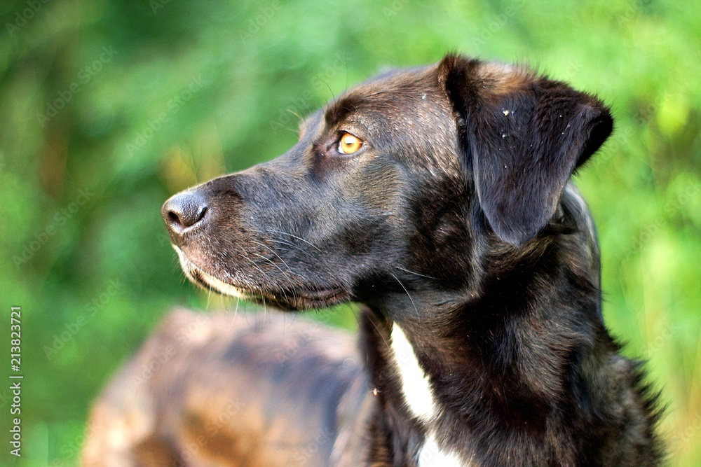Chien border collie noir