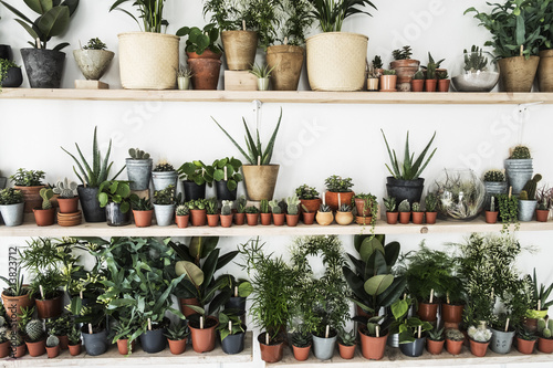 Large selection of plants in flowerpots on shelves in a plant shop.