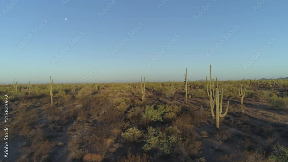 4K Aerial of Desert Horizon with Cacti and Moon : Warm Feelings 4K Aerial of Desert Horizon with Cacti and Moon : Warm Feelings