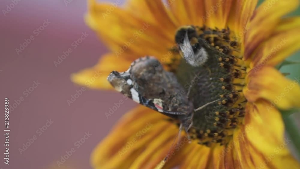 bumblebee and butterfly sunflower garden summer flower bumblebee and butterfly sunflower garden summer flower