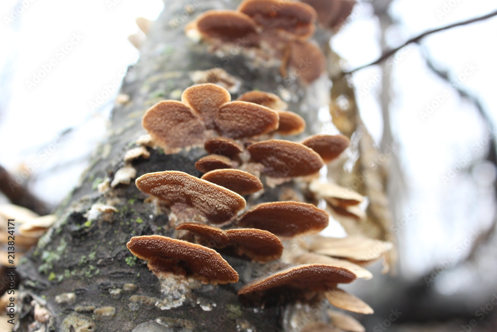 Mushrooms on a tree Mushrooms on a tree