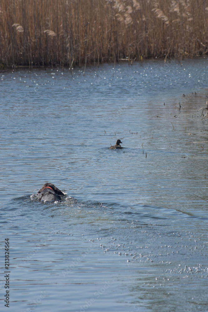 Fototapeta premium German shorthaired pointer swim to the duck in the river.