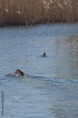 German shorthaired pointer swim to the duck in the river.