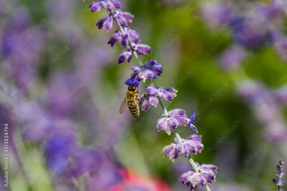 Frühlingsbiene Lavendel Frühlingsbiene Lavendel