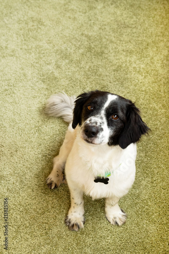 Portrait of adorable black and white long-haired dog on a green background.