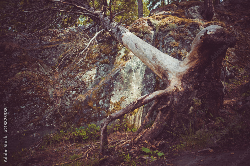 Huge roots of trees in a gloomy forest. Huge roots of trees in a gloomy forest.