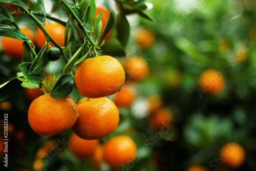 View on a branch with bright orange tangerines on a tree. Hue, Vietnam.