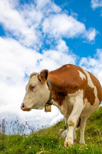 Curious cow in the austrian alps with cloudy sky © Jimmy R