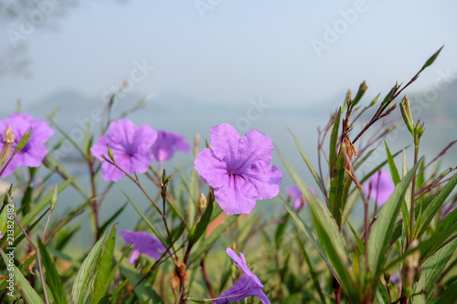 Ruellia simplex Purple Flower photo