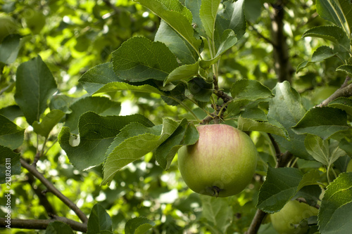 Branch with green apple with red side in the garden