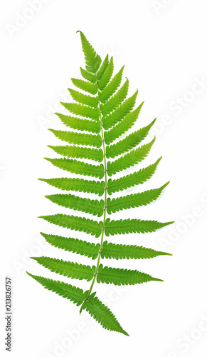 Fern on white background