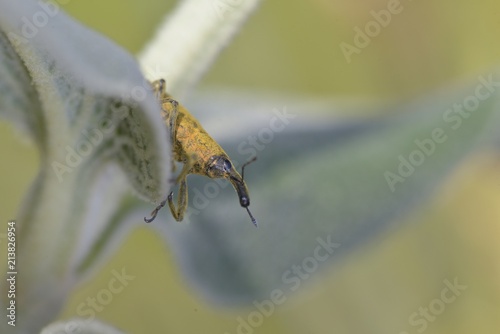 Weevil bug (Lixus sp.), Crete photo