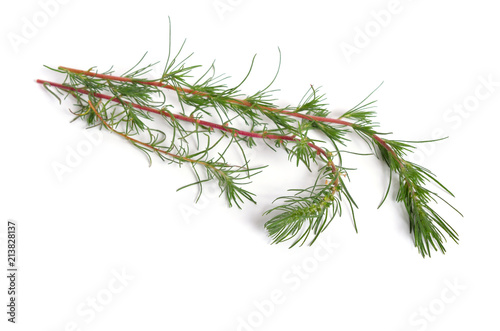 Kochia prostrata twigs. Isolated on white background photo
