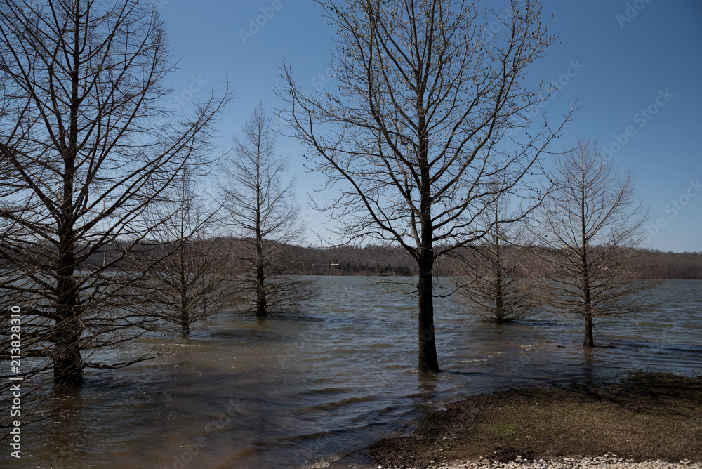 Trees in the water Trees in the water