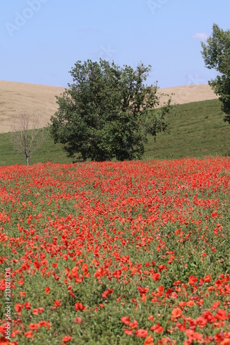 Fototapeta Naklejka Na Ścianę i Meble -  Panorama con campo di papaveri