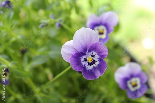 Close up of a light purple pansy © favourtheeAngel
