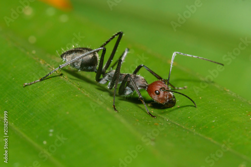 Macro Close up Black ant on green leaf.