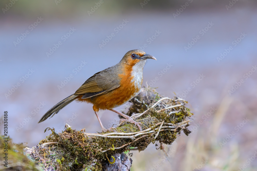 Rusty-cheeked Scimitar Babbler or Pomatorhinus erythrogenys, beautiful bird standing on timber with blur background at Doi San Juh, Thailand. Rusty-cheeked Scimitar Babbler or Pomatorhinus erythrogenys, beautiful bird standing on timber with blur background at Doi San Juh, Thailand.