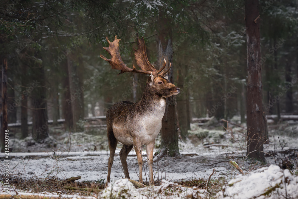 Motionless Gorgeous Fallow Deer Buck In Winter Forest. Adult Deer With Huge Horns Looks To The Right. Winter Wildlife Landscape With Trophy Deer Stag ( Dama Dama, Daniel ). Wild Nature Of Belarus